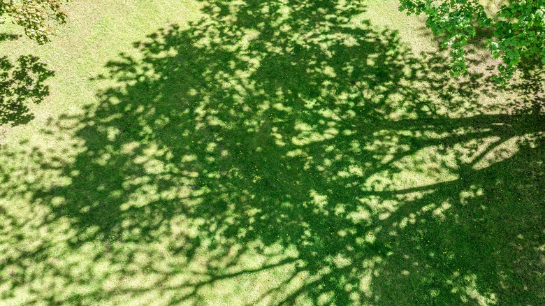 shade from tree on lawn