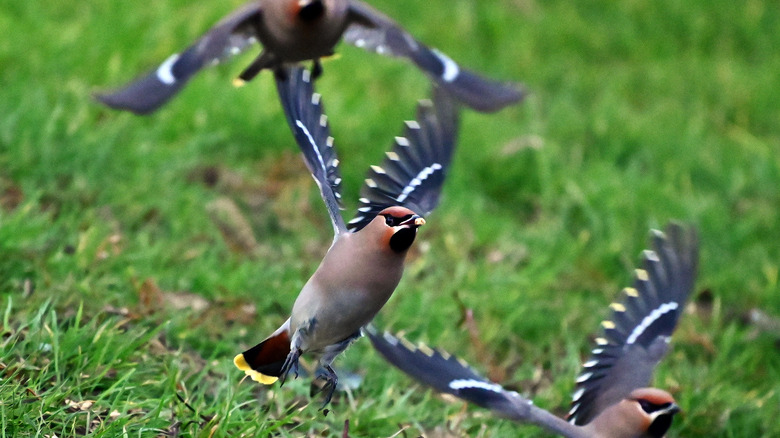 bohemian waxwings landing on lawn