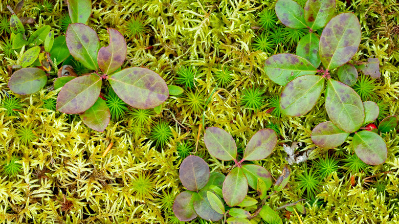 Mitchella repens leaves and berry