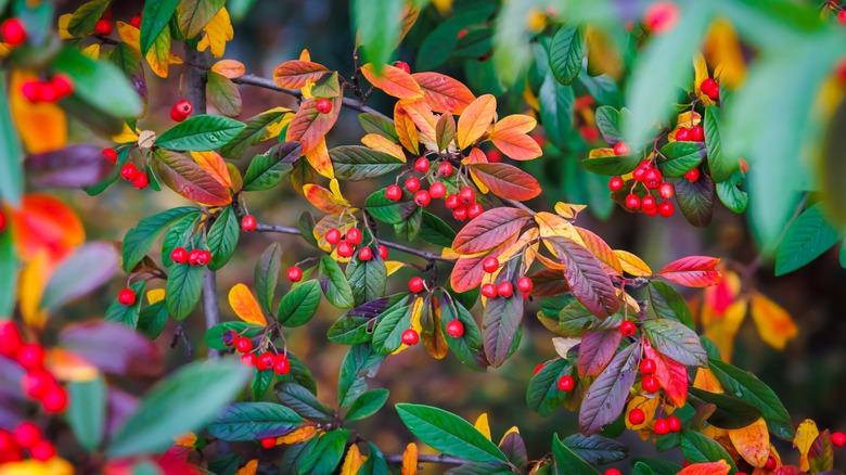 reddish green leaves and berries