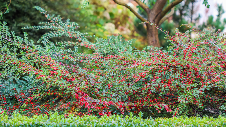 green bush with red berries