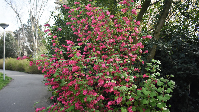 'King Edward VII' Flowering Currant 