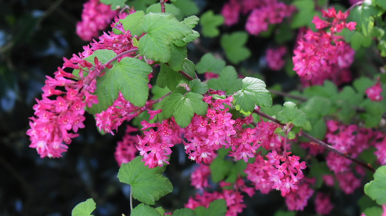 close up of 'King Edward VII' Flowering Currant 