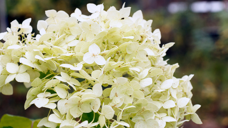 White smooth hydrangea flowers