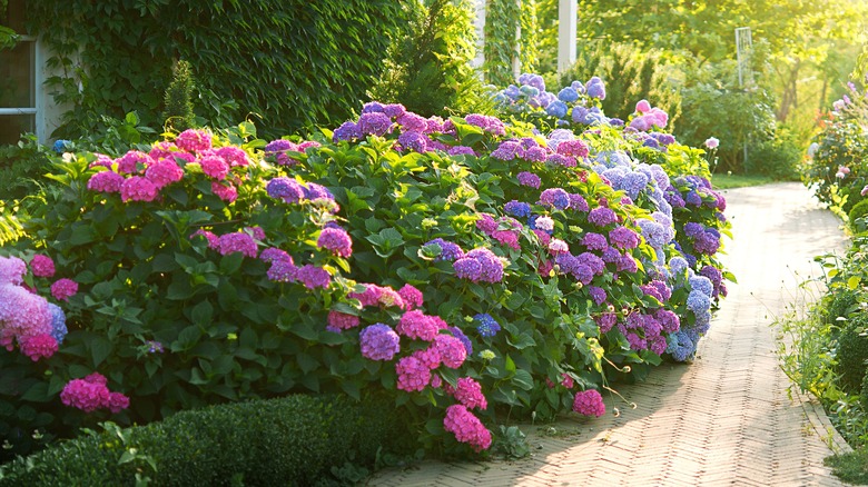 Hydrangeas by walkway