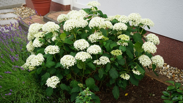 White smooth hydrangeas by door