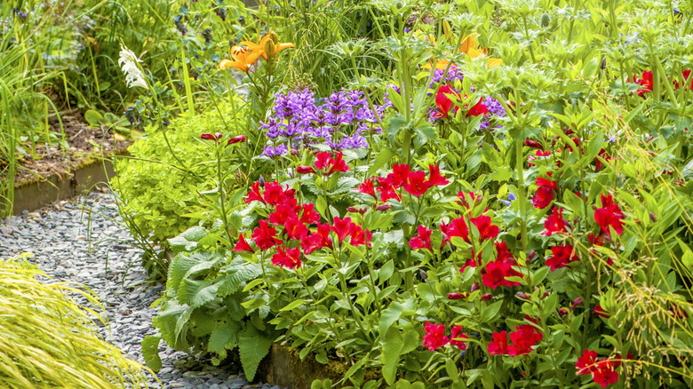 A variety of flowers and shrubs grow together in mixed garden beds.