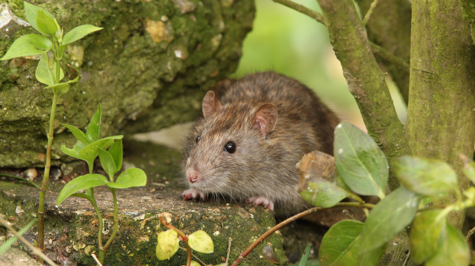 The Relaxing Scent That Can Help Keep Rats Out Of Your Yard