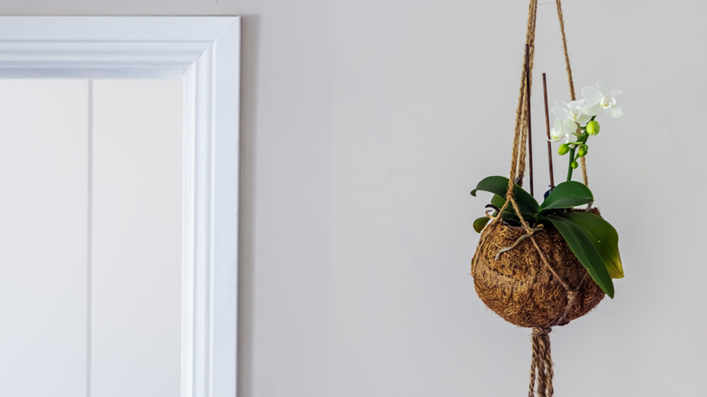 Hanging plant in white room