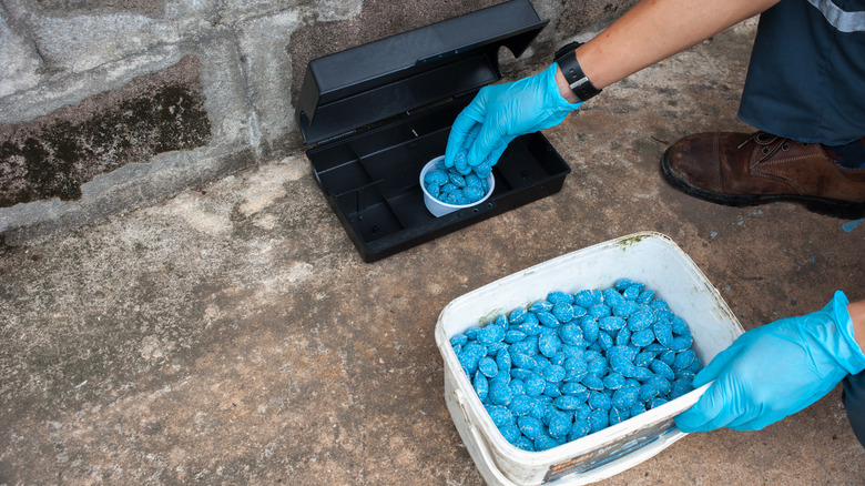 Blue rat poison pellets 