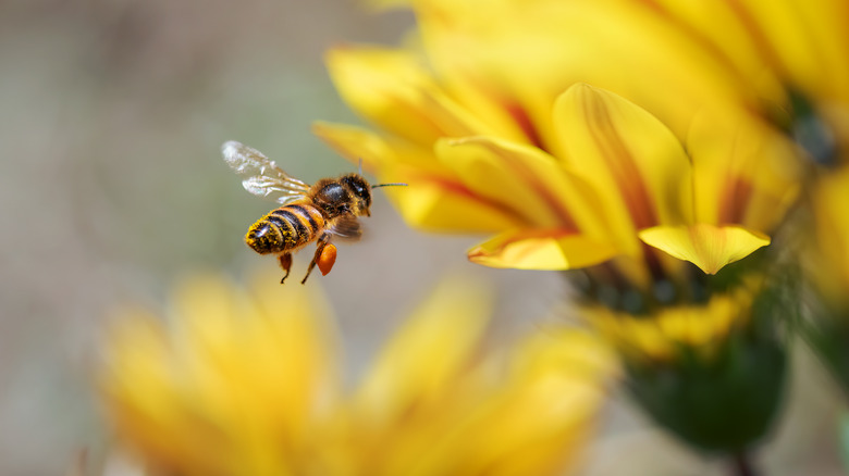 Closeup of bee with flower