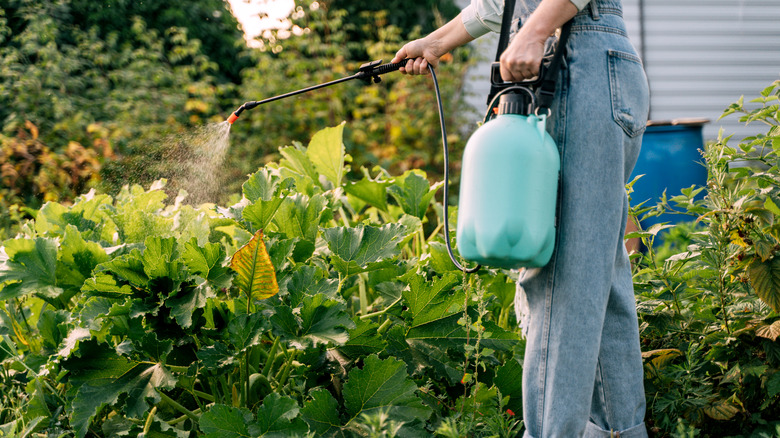 Woman spraying pesticides on plants