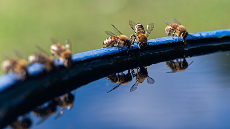 Group of bees drinking water 