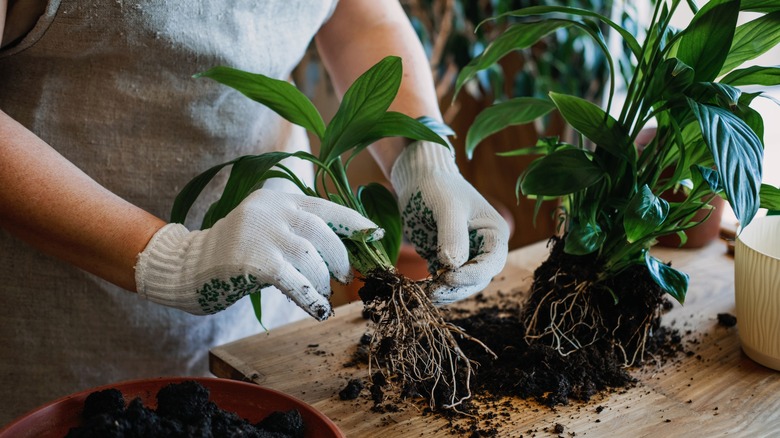 loosening roots of houseplant