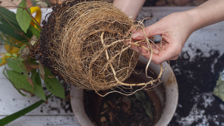 hand detangling root bound houseplant