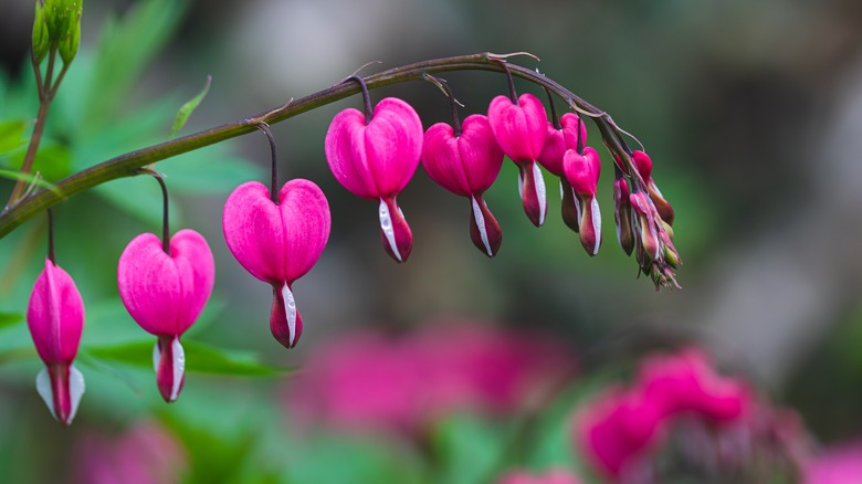 close up pink bleeding hearts