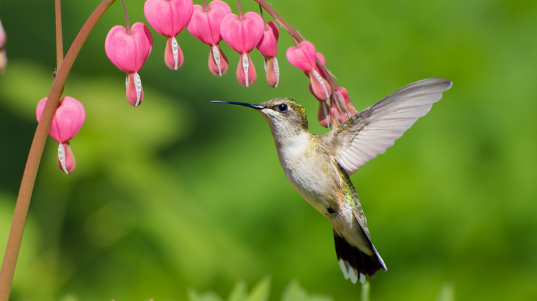 hummingbird and bleeding heart flowers