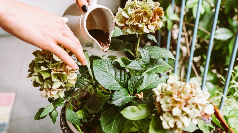 pouring coffee grounds into plant