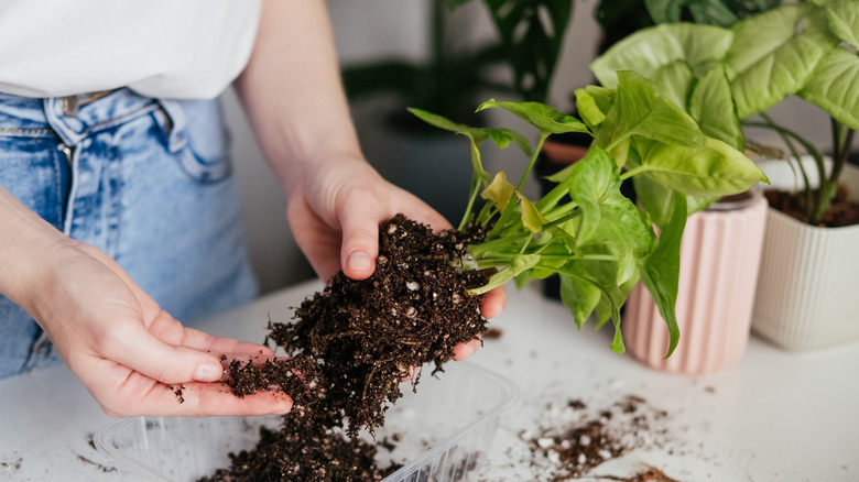 A person is examining the soil of an unpotted plant.