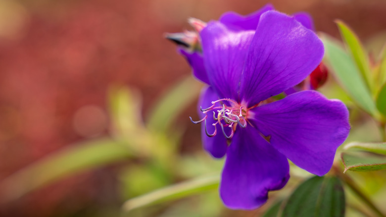 Purple princess flower 