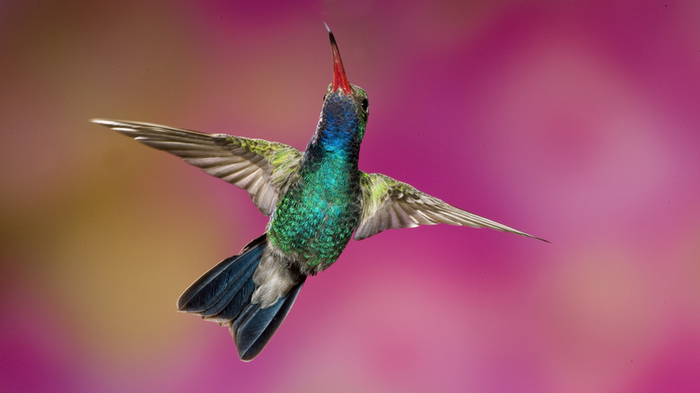 Hummingbird flying with outstretched wings