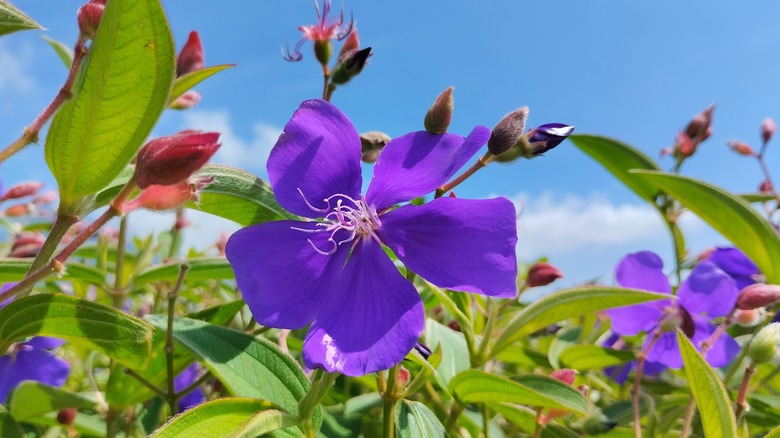 Princess flower up close