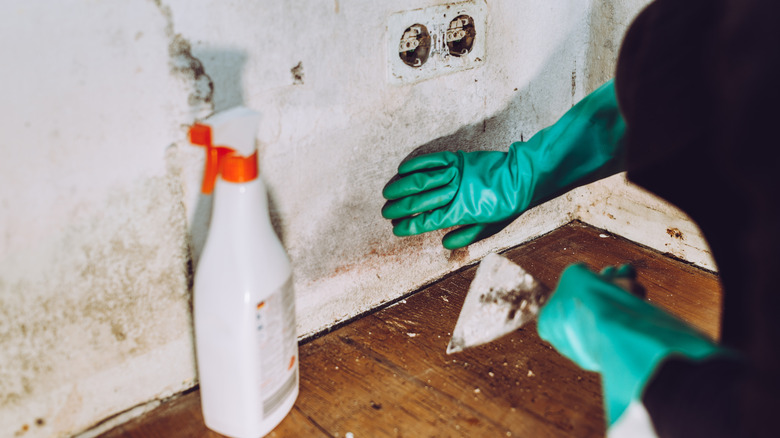 woman removing mold from wall