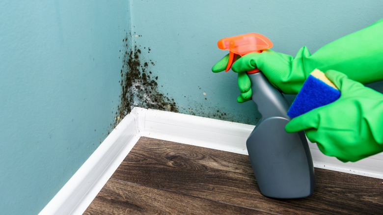 A person with a spray bottle and sponge trying to clean mold on the wall near the floor