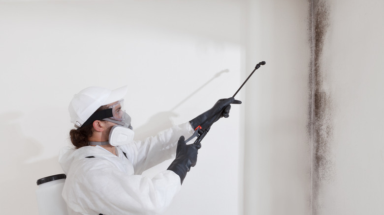 A professional wearing protective gear removing mold on the wall