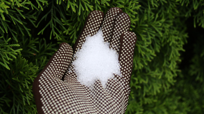 hand holding epsom salt outside