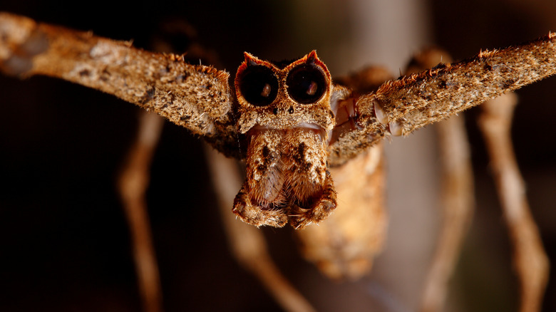 ogre-faced spider close up