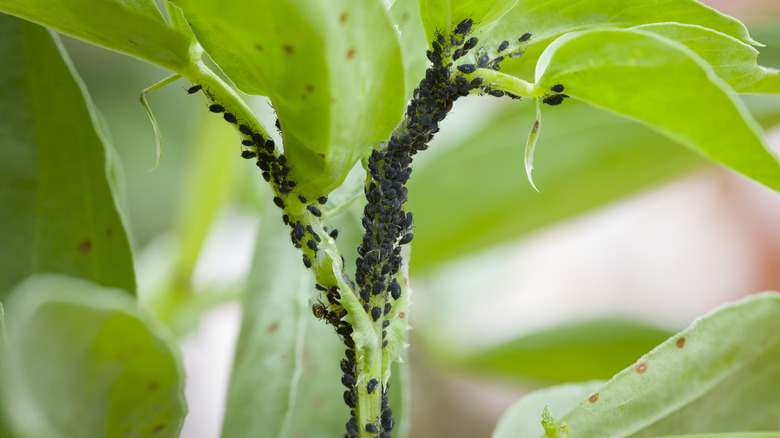 aphids swarming a plant's stem