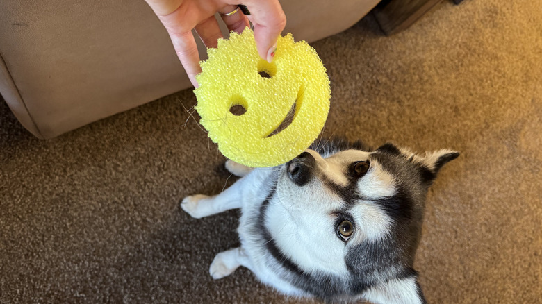 Mini Husky observing a job well done with Scrub Daddy