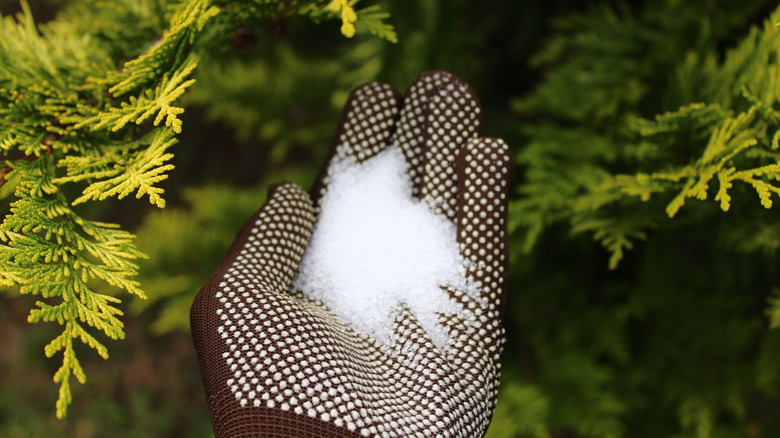 Epsom salt in gloved hand outside