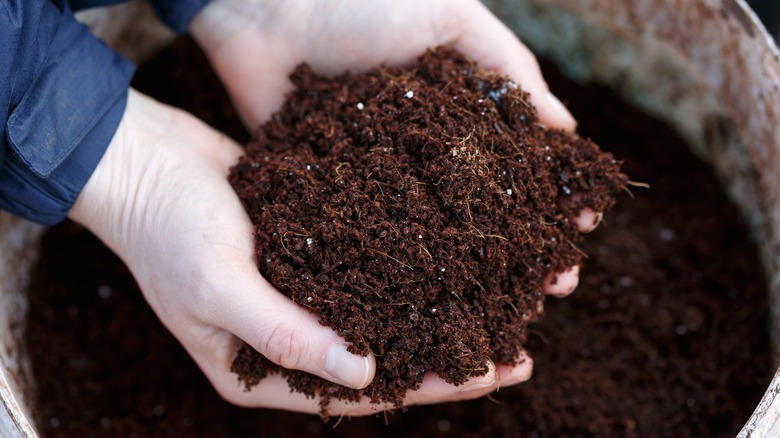 hands holding brown compost
