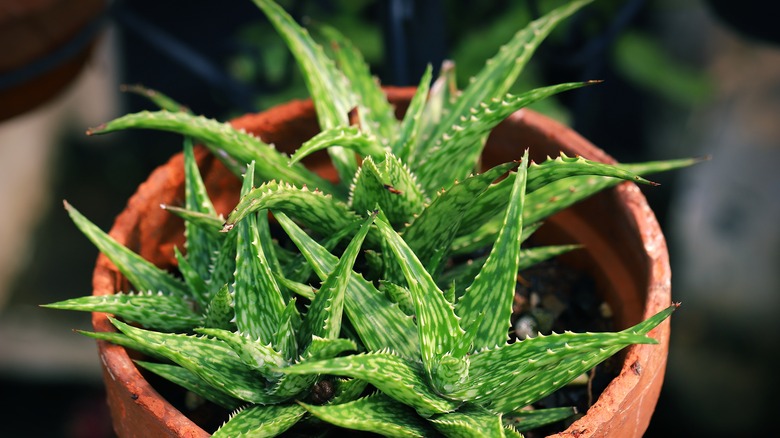 Aloe vera plants in pot