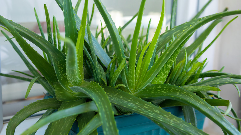https://www.housedigest.com/img/gallery/the-secret-ingredient-you-need-for-a-thriving-aloe-vera-plant/intro-1705523078.jpg