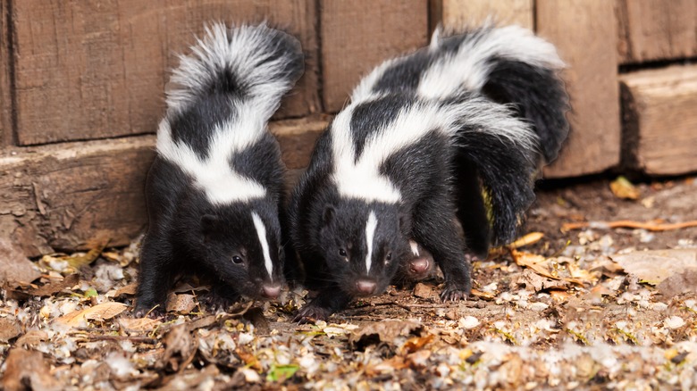 two skunks outside