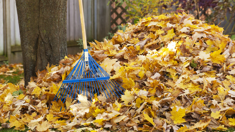 Leaf pile in yard