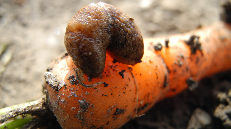 Slug on carrot