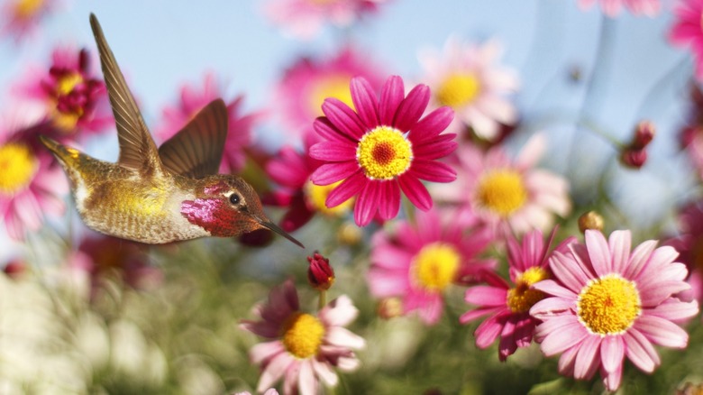 A hummingbird flying in front of pink daisies