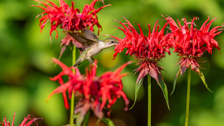 A hummingbird drinking from a cluster of bee balm flowers