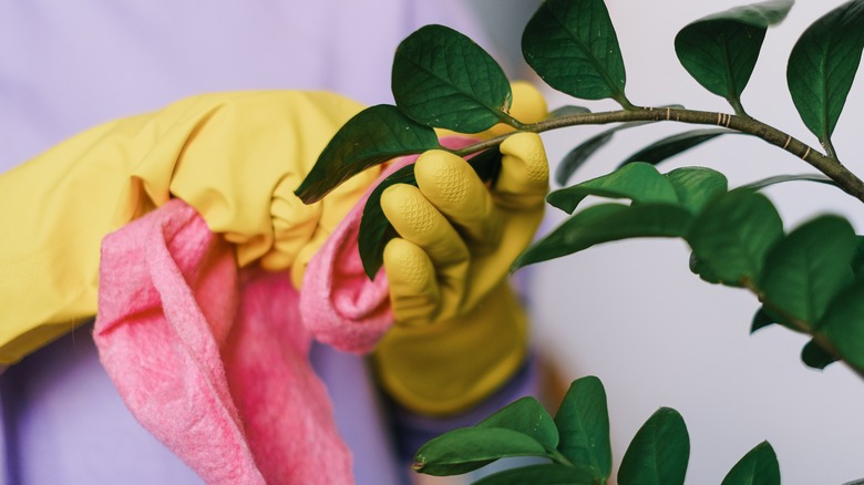 Person wiping down fake leaves