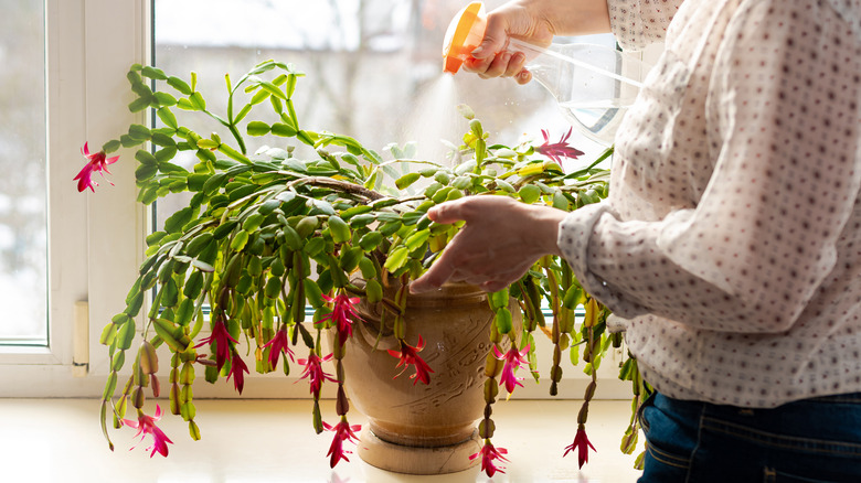 watering Christmas cactus