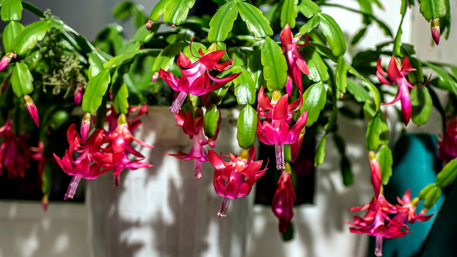 The Secret To Getting Your Christmas Cactus To Bloom