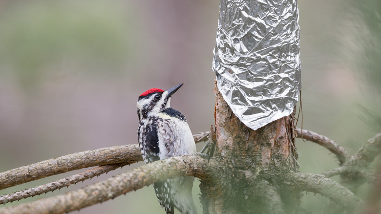 Woodpecker near foil on tree