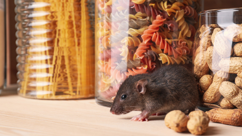 rat inside pantry