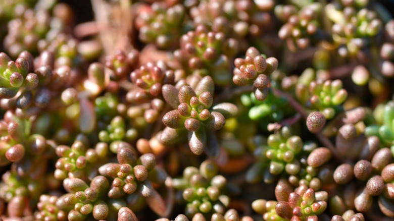 Closeup of 'Murale' sedum plant