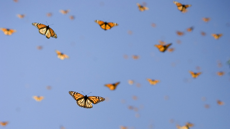 Swarm of orange butterflies against blue sky