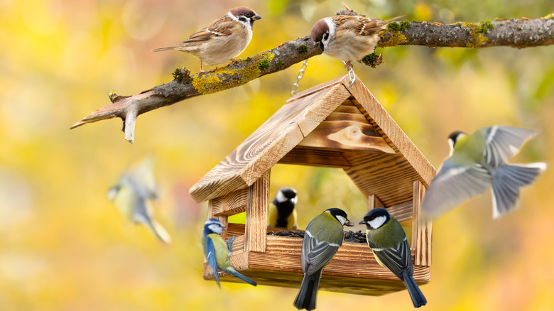 A flock of birds visit a bird feeder.